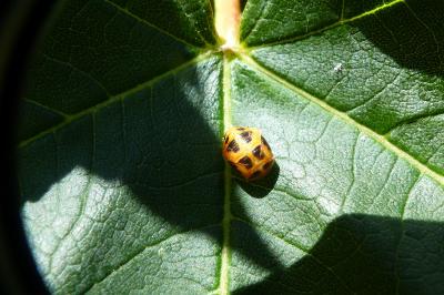<i>Harmonia axyridis</i>