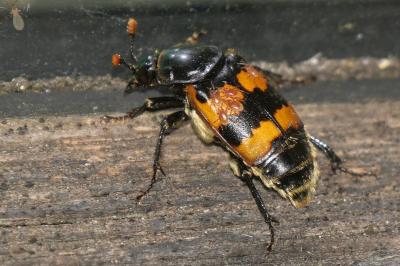 Nicrophorus vespillo