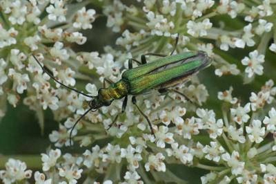 <i>Oedemera nobilis</i>