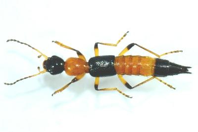 Paederus riparius