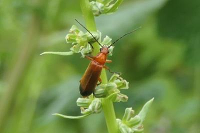 Rhagonycha fulva