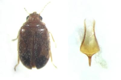 Contacyphon ochraceus