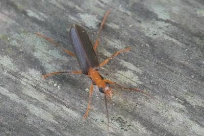 Nacerdes carniolica