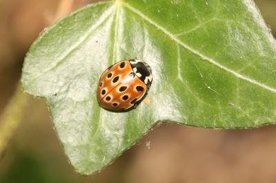 Anatis ocellata