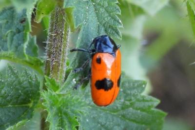Clytra laeviuscula