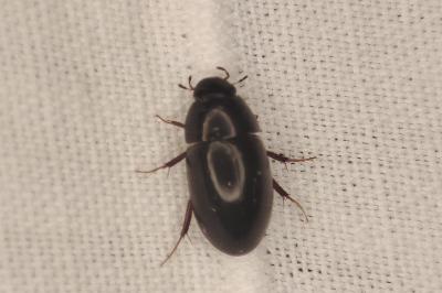 Limnoxenus niger