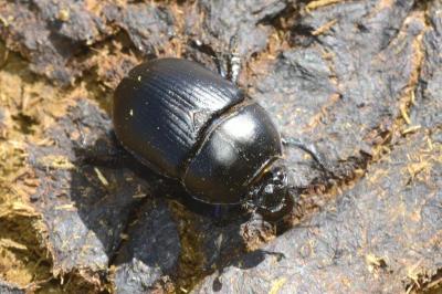 Geotrupes spiniger
