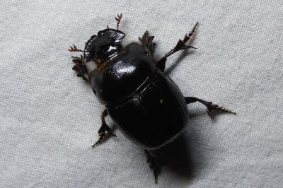 Copris lunaris