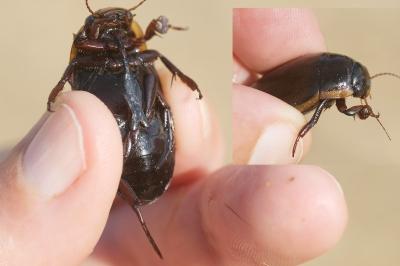 <i>Dytiscus semisulcatus</i>
