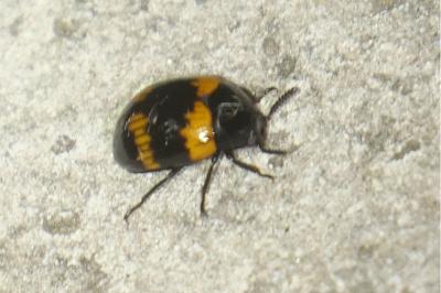 <i>Diaperis boleti</i>