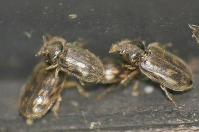<i>Heterocerus fenestratus</i>