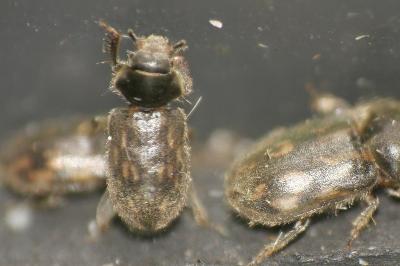 <i>Heterocerus fenestratus</i>