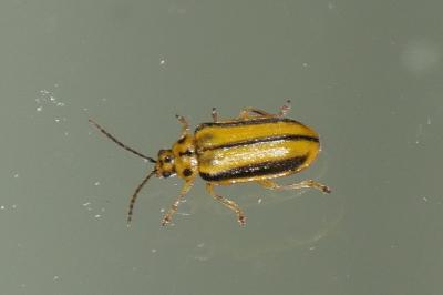 <i>Xanthogaleruca luteola</i>