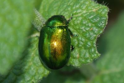 <i>Chrysolina herbacea</i>