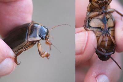 <i>Dytiscus marginalis</i>