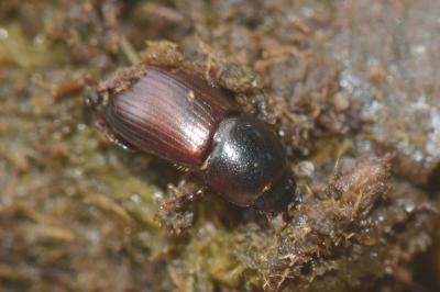 <i>Planolinoides borealis</i>