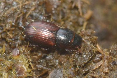 <i>Planolinoides borealis</i>