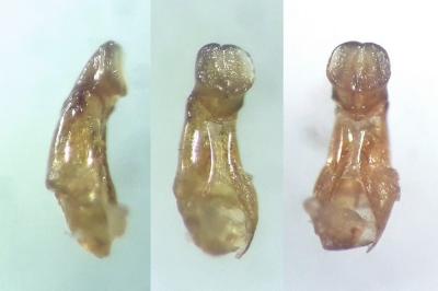 <i>Planolinoides borealis</i>