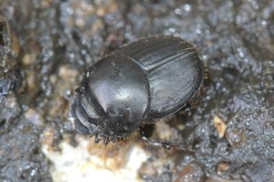 <i>Onthophagus taurus</i>