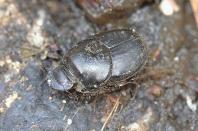 <i>Onthophagus taurus</i>