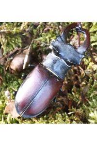 <i>Lucanus cervus</i>