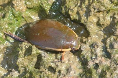 <i>Cybister lateralimarginalis</i>