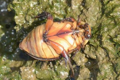 <i>Cybister lateralimarginalis</i>