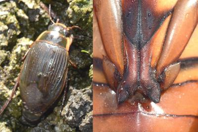 <i>Dytiscus marginalis</i>