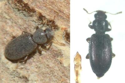 <i>Corticaria rubripes</i>