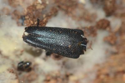 <i>Stictoleptura scutellata</i>