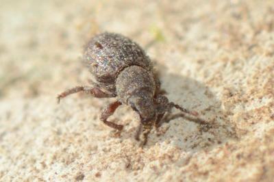 <i>Cathormiocerus spinosus</i>