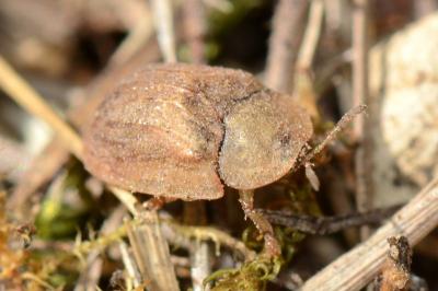 <i>Hypocassida subferruginea</i>