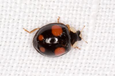 <i>Harmonia axyridis</i>