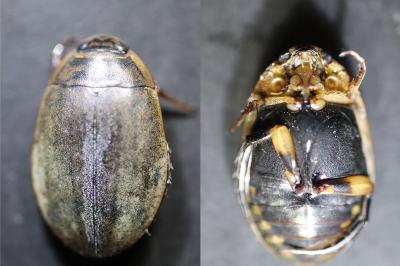 <i>Acilius sulcatus</i>