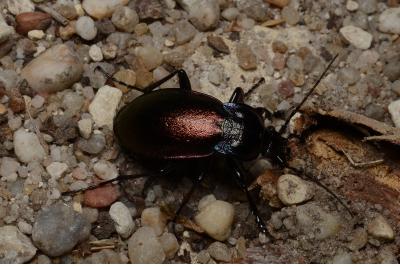 <i>Carabus nemoralis</i>