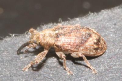 <i>Anthonomus pomorum</i>