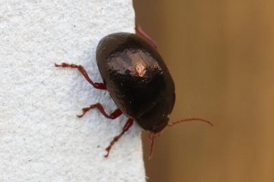 <i>Chrysolina bankii</i>