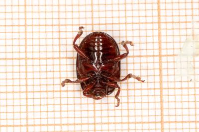 <i>Chrysolina bankii</i>