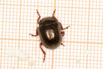 <i>Chrysolina bankii</i>