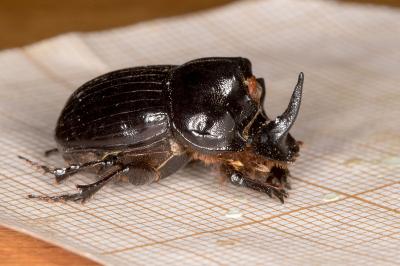 <i>Copris lunaris</i>