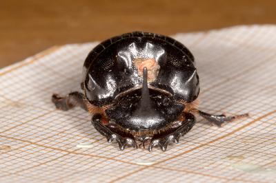 <i>Copris lunaris</i>