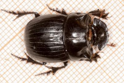<i>Copris lunaris</i>