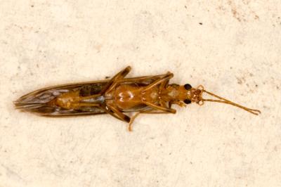 <i>Oedemera femoralis</i>