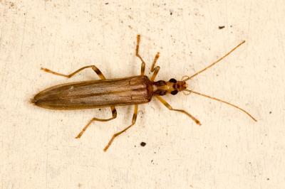 <i>Oedemera femoralis</i>