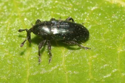 <i>Aulacobaris coerulescens</i>