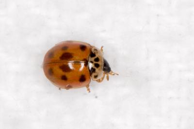 <i>Adalia decempunctata</i>