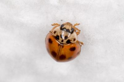 <i>Adalia decempunctata</i>