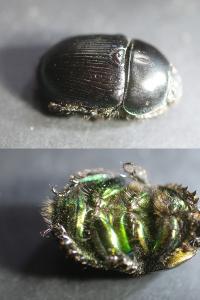 <i>Anoplotrupes stercorosus</i>