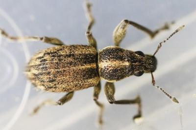 <i>Andrion regensteinense</i>