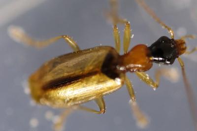 <i>Demetrias atricapillus</i>